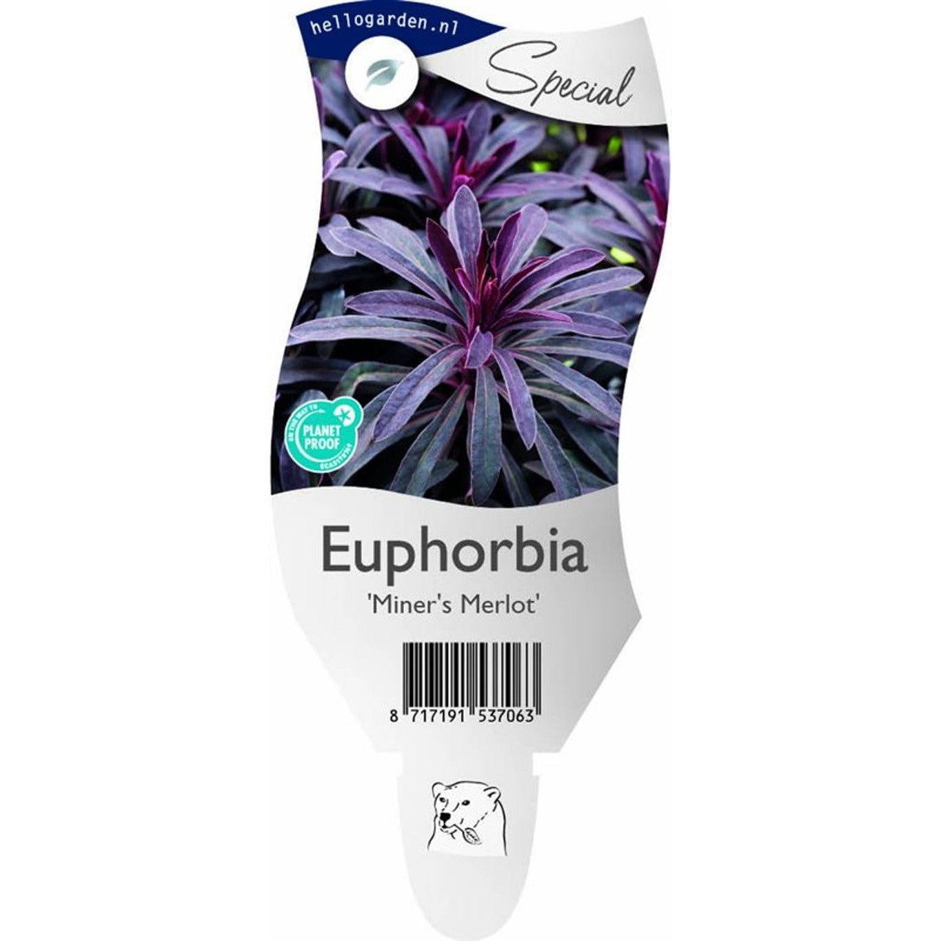 Vortemjölk – Euphorbia characias 'Miner's Merlot' - P11